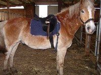 Pferd mit Sattel