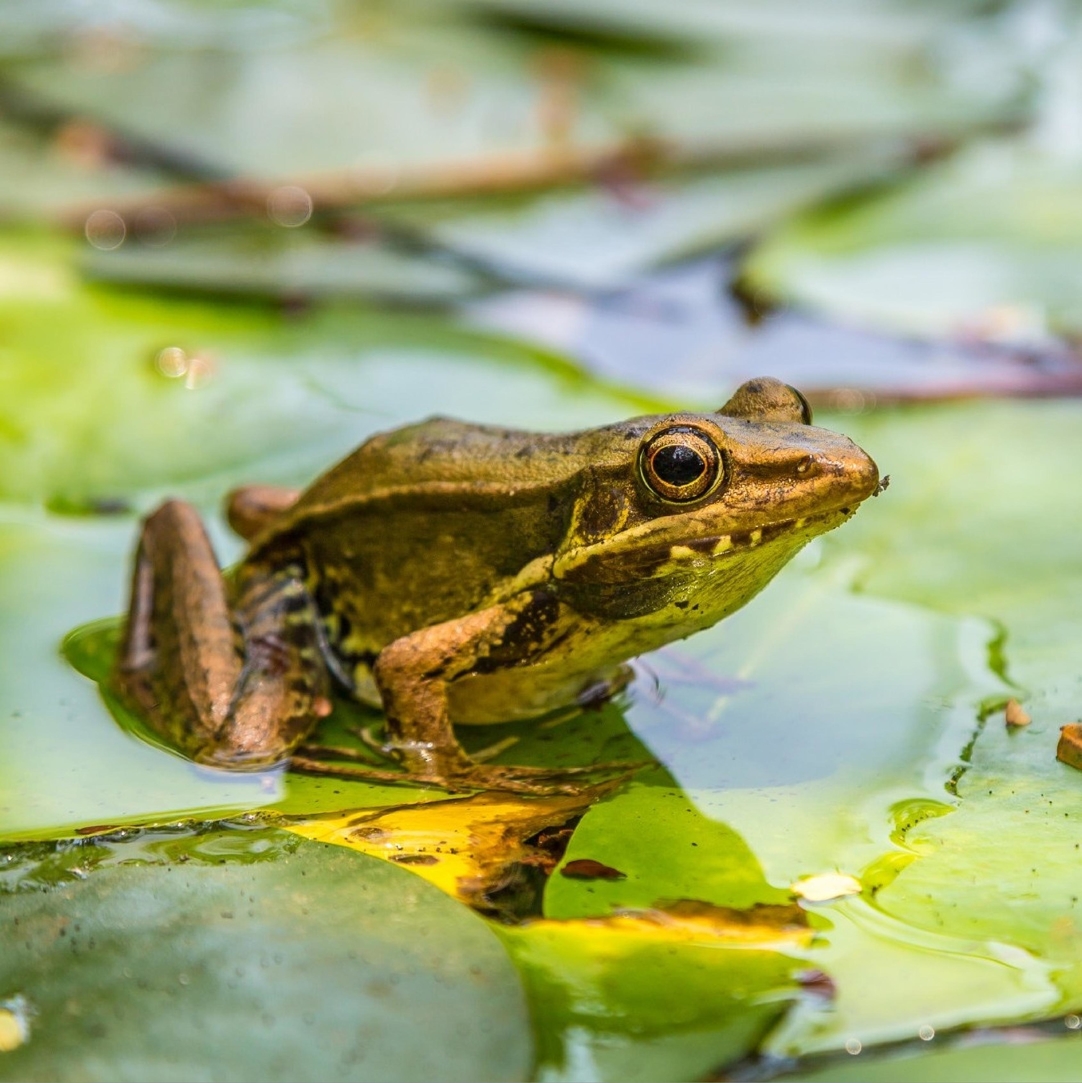 Der einarmige Froschkönig