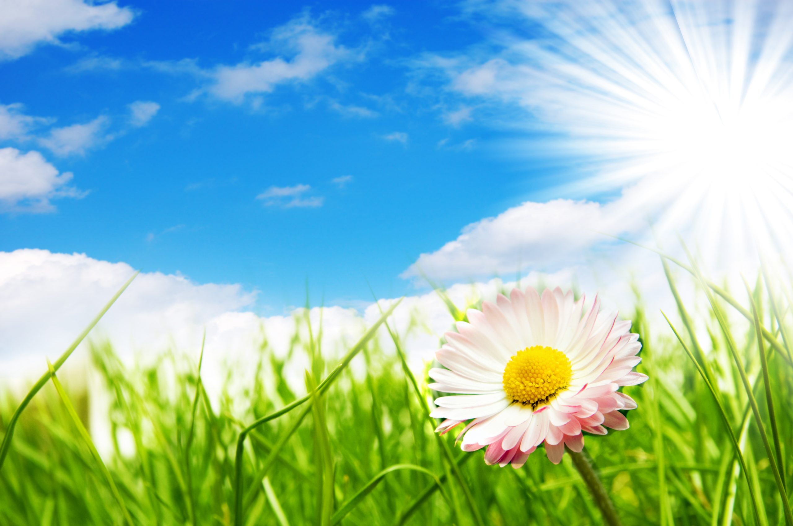 Frühling – die Natur erwacht aus dem Winterschlaf